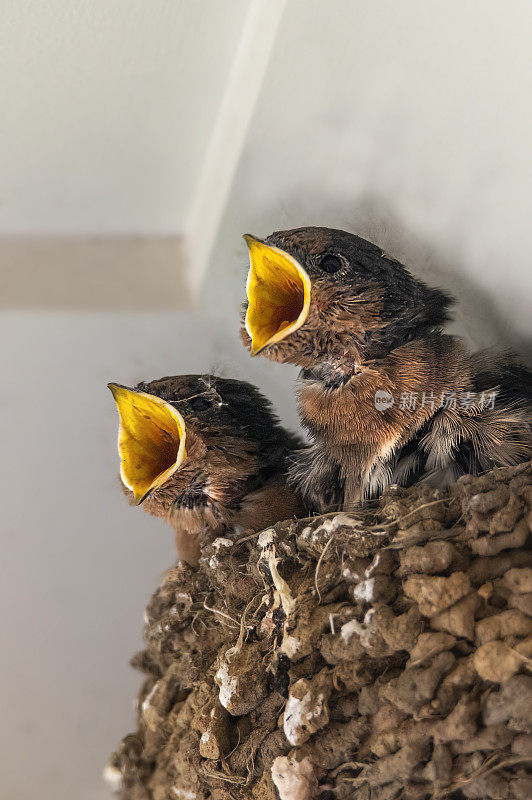 迎新燕子(Hirundo neoxena)